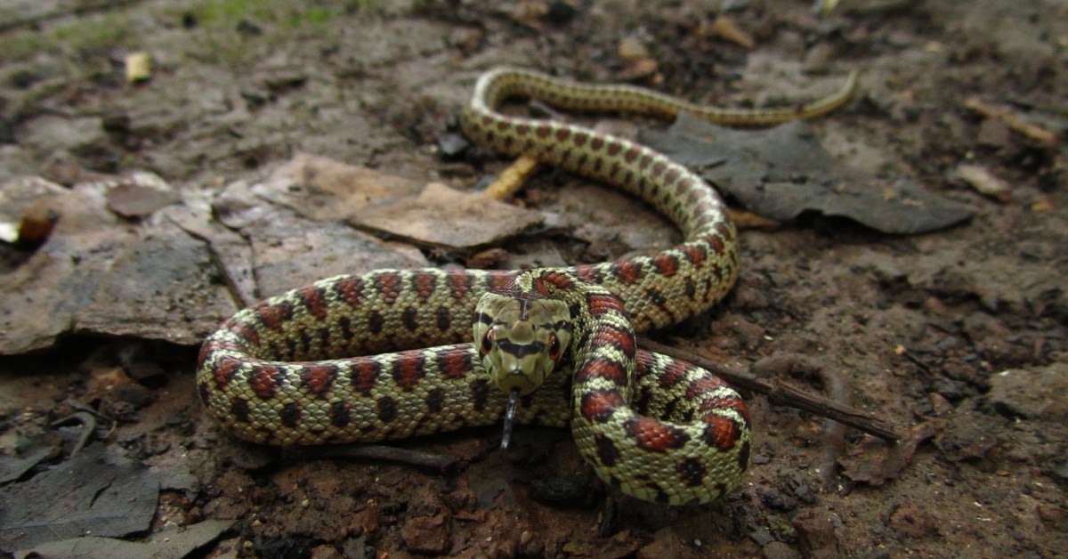 Summertime Risks of Snake Bites for Dogs